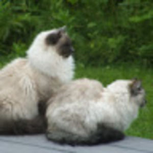 Meet your Posher, Gil